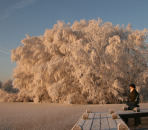 hoar frost morning