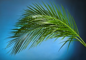 palm branch