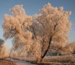 shimmering artistry